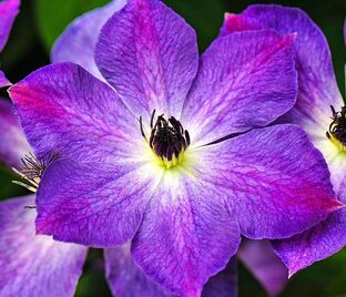 Клематис Клаудберст / Clematis Cloudburst — фото 1