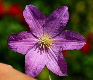 Клематис Данута / Clematis Danuta — фото 1