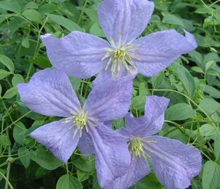 Клематис Эмилия Платер / Clematis Emilia Plater — фото 1