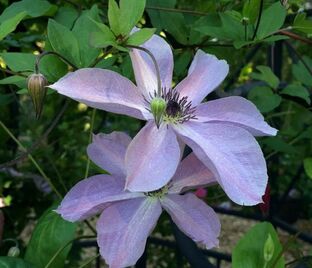 Клематис Фейридаст / Clematis Fairydust — фото 1