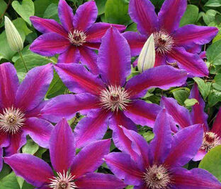 Клематис Файерворкс / Clematis Fireworks — фото 1