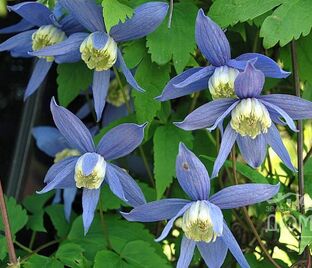 Клематис Франс Риви / Clematis Frances Rivis — фото 1