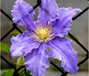 Клематис Фредерик Шопен / Clematis Fryderyk Chopin — фото 1