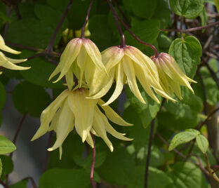 Клематис Голден Дрим / Clematis Golden Dream — фото 1