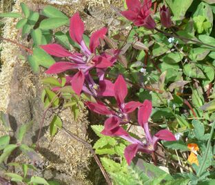 Клематис Гравети Бьюти / Clematis Gravetye Beauty — фото 1