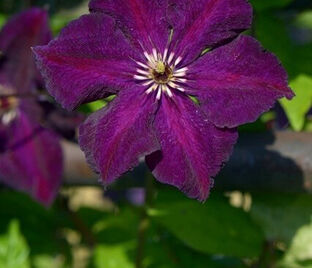 Клематис Грюгвальд / Clematis Grunwald — фото 1