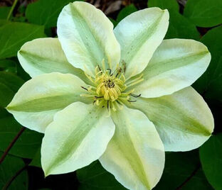 Клематис Джернси Крим / Clematis Guernsey Cream — фото 1