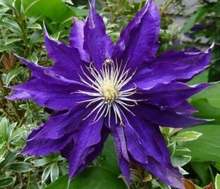 Клематис Хакуоокан / Clematis Hakuookan — фото 1