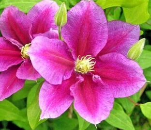 Клематис Хания / Clematis Hania — фото 1