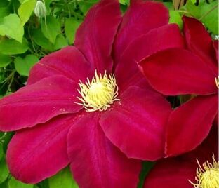 Клематис Хоши-Но-Фламенко / Clematis Hoshi-no-flamenco — фото 1