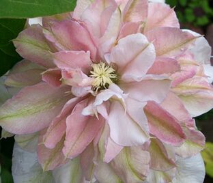 Клематис Иносент Блаш / Clematis Innocent Blush — фото 1