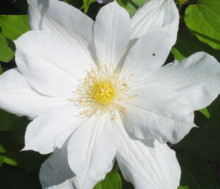 Клематис Исаго / Clematis Isago — фото 1