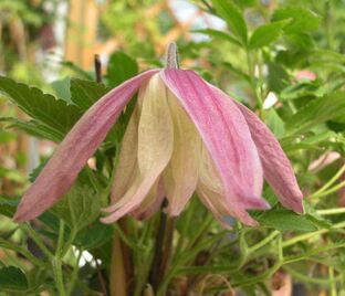 Клематис Дженни / Clematis Janny — фото 1