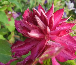 Клематис Каен / Clematis Kaen — фото 1
