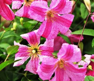 Клематис Краковяк / Clematis Krakowiak — фото 1