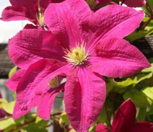 Клематис Криспина / Clematis Kryspina — фото 1