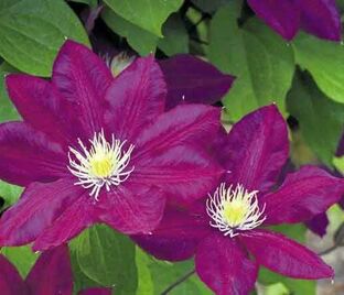 Клематис Лех Качиньски / Clematis Lech Kaczynski — фото 1