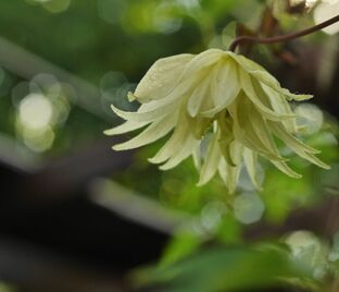 Клематис Лемон Дрим / Clematis Lemon Dream — фото 1