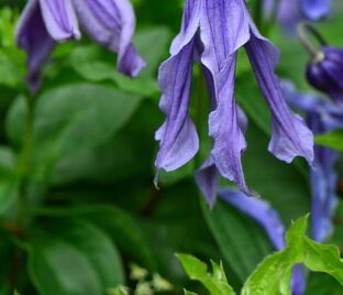 Клематис Литл Артист / Clematis Little Artist — фото 1