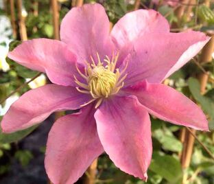 Клематис Литл Мермэйд / Clematis Little Mermaid — фото 1