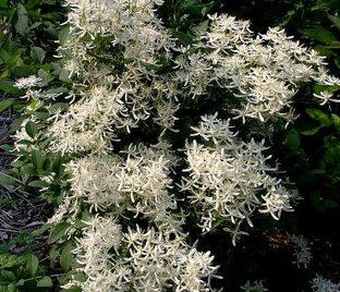 Клематис Манджурика / Clematis mandschurica — фото 1