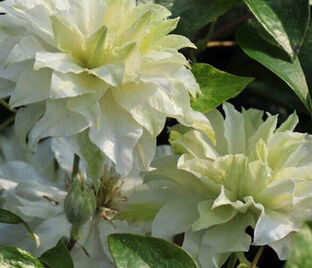 Клематис Мария Склодовская-Кюри / Clematis Maria Sklodowska Curie — фото 1