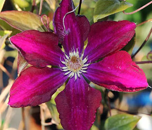 Клематис Мазовше Вулкано / Clematis Mazowsze Volcano — фото 1