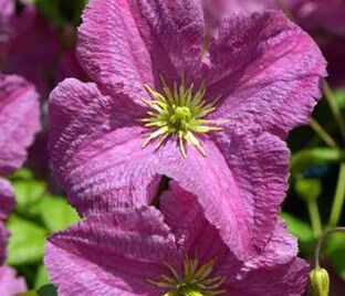 Клематис Мазурек / Clematis Mazurek — фото 1