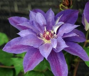 Клематис Николай Коперник / Clematis Mikolaj Kopernik — фото 1