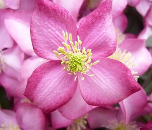 Клематис Фреда / Clematis montana Freda — фото 1