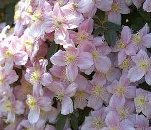 Клематис Мэйлин / Clematis montana Mayleen — фото 1