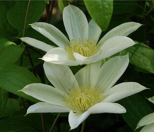 Клематис Мунлайт (Йеллоу Куин) / Clematis Moonlight (Yellow Queen) — фото 1