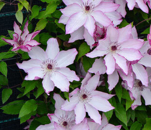 Клематис Омоширо / Clematis Omoshiro — фото 1