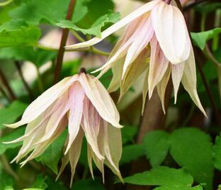 Клематис Пинк Свинг / Clematis Pink Swing — фото 1