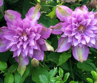 Клематис Протеус / Clematis Proteus — фото 1