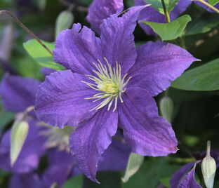 Клематис Рамона / Clematis Ramona — фото 1