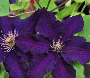 Клематис Распутин / Clematis Rasputin — фото 1