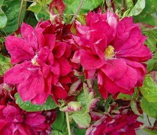 Клематис Ред Стар / Clematis Red Star — фото 1