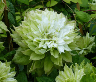 Клематис Сен-Но-Казе / Clematis Sen-no-kaze — фото 1