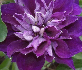 Клематис Шин-Шигйоки / Clematis Shin-shigyoku — фото 1