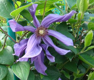 Клематис Сизая Птица / Clematis Sizaia Ptitsa — фото 1