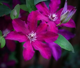 Клематис Стасик / Clematis Stasik — фото 1