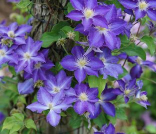Клематис Штефан Франчак / Clematis Stefan Franczak — фото 1