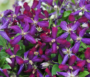 Клематис Свит Саммер Лав / Clematis Sweet Summer Love — фото 1