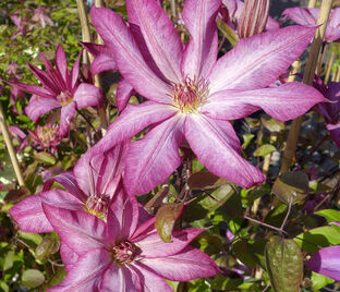Клематис Тае / Clematis Tae — фото 1