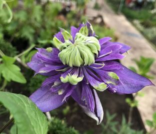 Клематис Тайга / Clematis Taiga — фото 1
