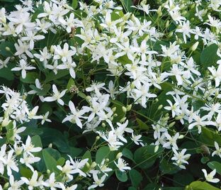 Клематис Эрли Сноу / Clematis terniflora Early Snow — фото 1