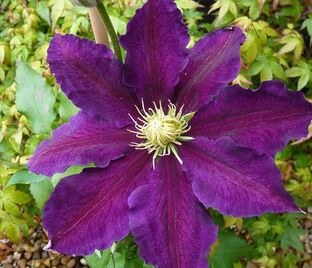 Клематис Вагабонд / Clematis The Vagabond