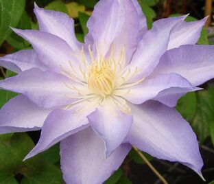 Клематис Тирислунд / Clematis Thyrislund — фото 1
