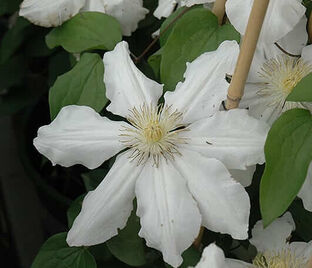 Клематис Токи / Clematis Toki — фото 1